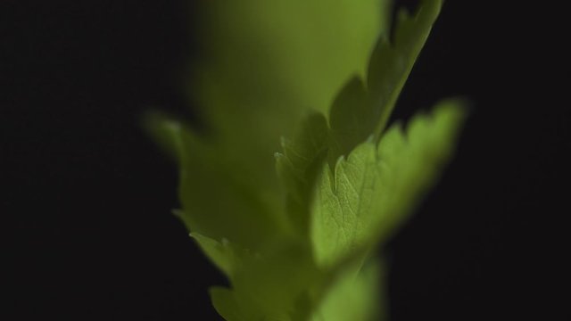 Extreme macro of growing leaves with light sweeping across frame