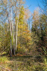 Fototapeta premium tall trees surrounded pond filled with grasses under the blue sky displaying beautiful autumn colour