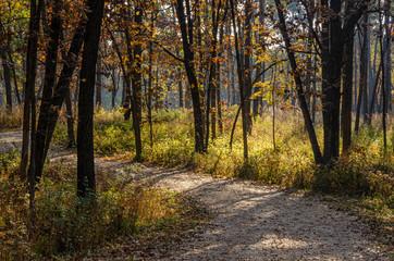 649-07 Autumn Trail