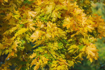 City Riga, Latvia Republic. Yellow maple leaves and tree. Travel photo 5. okt. 2019