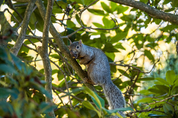 close up of a cute brown squirrel resting on the tree branch behind leaves staring at you while holding a pine cone in its mouth