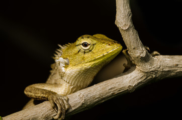 Wild lizard on branch