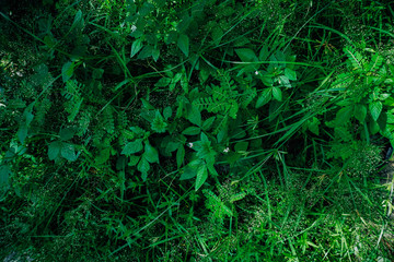 top view of green leaf