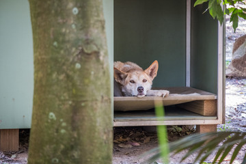 Dingo laying in a zoo in Queensland 