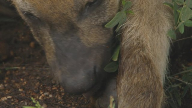Close up of hyena licking the own paw.