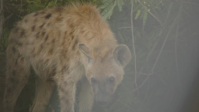 A wild spotted hyena moves its head at kruger national park, South Africa.