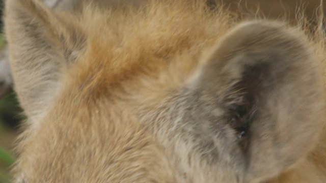 Close up of a hyena`s head. First it grabs a stick and then start to lick the own paw.