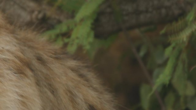 Close up of a hyena`s head.