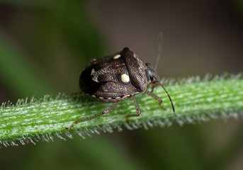 Macro Photo of Shield Bug Perched on The Branch of Plant