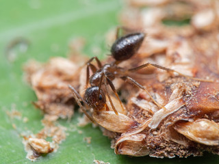 Macro Photo of Tiny Ant Eating Dry Bird Poop on Green Leaf