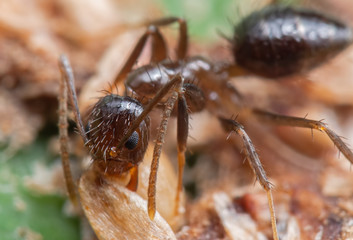 Macro Photo of Tiny Ant Eating Dry Bird Poop on Green Leaf