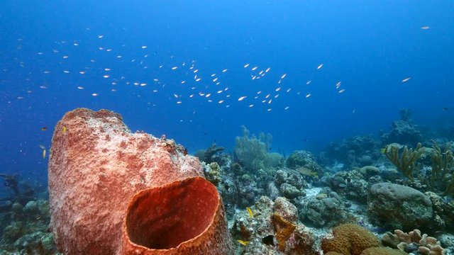 Seascape of coral reef in the Caribbean Sea around Curacao with Giant Barrel Sponge and coral