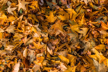 A bunch of leaves on the ground