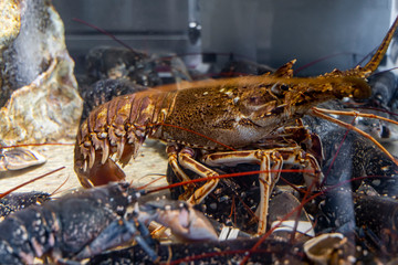Lobster on a water tank in the aquarium.