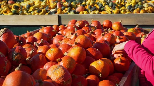 Female Customer Shopping at the Farmers Market. Young Woman Buying Fresh Pumpkin Outdoors in Sunny Autumn Day. Natural Organic and Vegan Food Shopping Concept