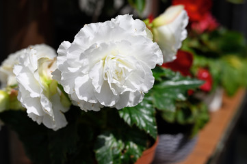 White flower with many petals in detail.