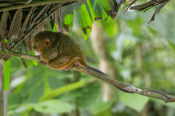 Tarsier (Carlito syrichta) native to the Philippines is the smallest primate in Bohol
