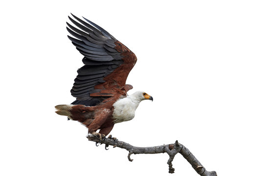 African Fish Eagle (Haliaeetus Vocifer)