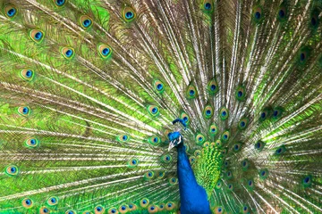 Fotobehang Blue peacock/peafowl with open tail showing feathers. Beautiful feathers of the peacock fill entire background. © iploydoy