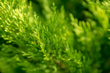 Green enviroment or zen garden concept: Close up detail of pine tree.