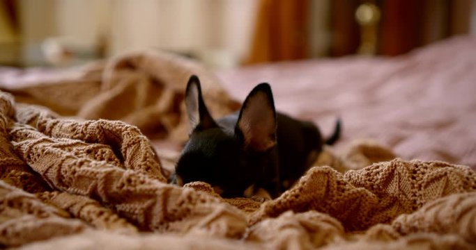 Close-up miniature Chihuahua dog is on a large bed, buries his nose in the blanket, looks with his eyes, pricking up his ears.