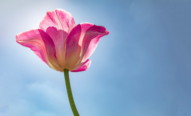 Single pink tulip flower with sunny and sky background. Free copy space for text on right.