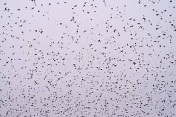 The movement of a floks of birds in the sky, foggy sky