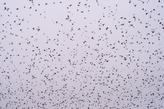 The movement of a floks of birds in the sky, foggy sky