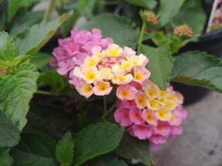 pink flowers in the garden