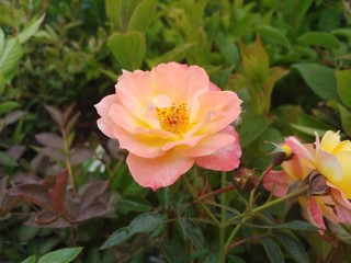 pink rose in the garden