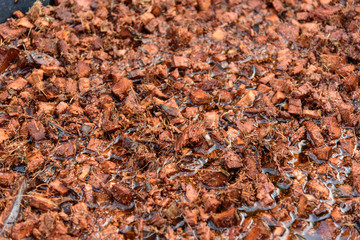 soak the coconut peel in water for Dilute tannic acid before plant