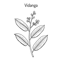 Vidanga embelia ribes , medicinal plant
