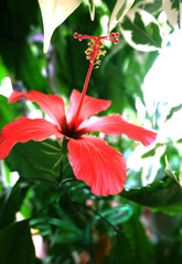 hibiscus flower on green background of leaves