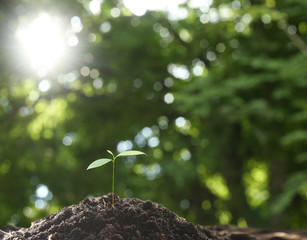 Farmer's hand watering a young plant on green bokeh nature