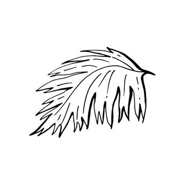 Coconut palm leaf hand draw coloing book page. Vector logo isolated on white background