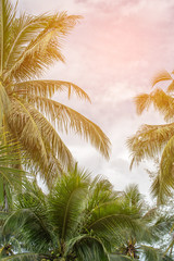 Fototapeta na wymiar coconut palm tree in seaside with sky and cloud, summer vacation to tropical island concept for background.