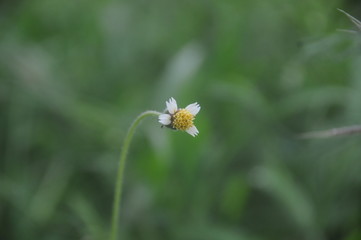 Bidens pilosa