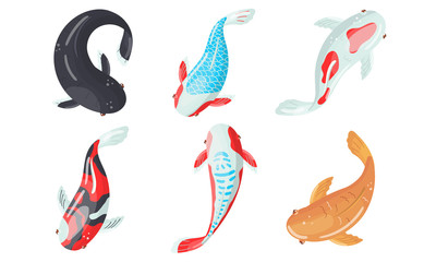 Different Koi Fish Swimming. View From Above Vector Illustrated Set