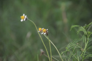 Bidens pilosa
