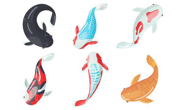 Different Koi Fish Swimming. View From Above Vector Illustrated Set