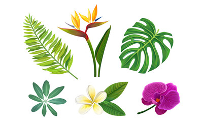 Tropical Plants Vector Illustrated Set. Different Exotic Flora