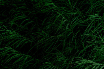 Panele Szklane  Naturalna tekstura wysokiej trawy w słabym świetle za pomocą tła