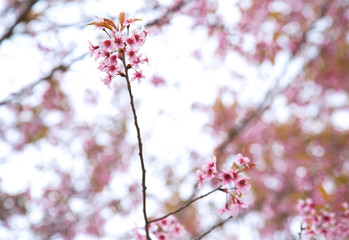 Obraz premium Beautiful cherry blossom or sakura in spring time over sky