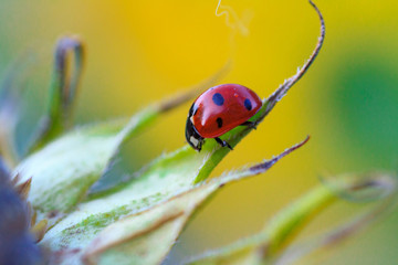 ladybug on sunflower