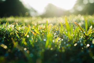 waterdrop on grass and sunlight
