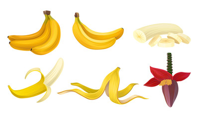 Banana Vector Set With Half Peeled Bananas and Cut Slices