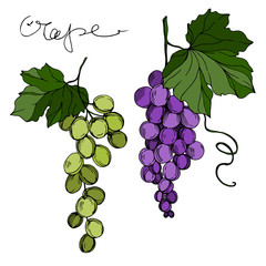 Fototapeta premium Vector Grape berry healthy food. Black and white engraved ink art. Isolated grapes illustration element.