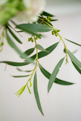 Naklejka premium green leaves on white background