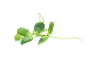 Sunflower sprouts isolated on white background