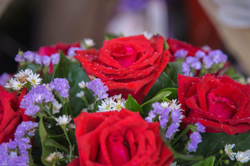 Close up of red roses and water drops